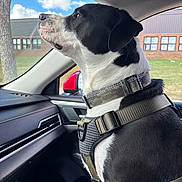 Kongo joined the competition — help win amazing prizes! dog, black_and_white, harness, car_interior, window, sky, clouds, tree, building, grass, side_view, seat, leather, dashboard, reflection, daytime, animal, pet, looking_out, calm