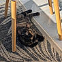 cat, tortoiseshell_cat, rug, chair, wooden_leg, indoor, sunlight, shadow, floor_tile, relaxed, pet, animal, feline, resting, cozy, pattern, home, domestic, comfort, quiet