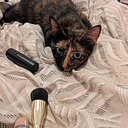 Vaiana participe au concours pour gagner de l'argent avec cette photo : cat, tortoiseshell_cat, bedspread, makeup_brush, lipstick, cosmetics, bedroom, feline, pet, animal, resting, curious, closeup, indoor, patterned_fabric, soft_texture, lying_down, beauty, personal_care, cute