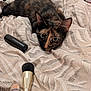cat, tortoiseshell_cat, bedspread, makeup_brush, lipstick, cosmetics, bedroom, feline, pet, animal, resting, curious, closeup, indoor, patterned_fabric, soft_texture, lying_down, beauty, personal_care, cute