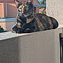 Vaiana participe au concours pour gagner de l'argent avec cette photo : cat, tortoiseshell_cat, balcony, outdoor, sunlight, relaxed, feline, pet, animal, fur, whiskers, ears, green_eyes, building, wall, daylight, nature, quiet, resting, curious