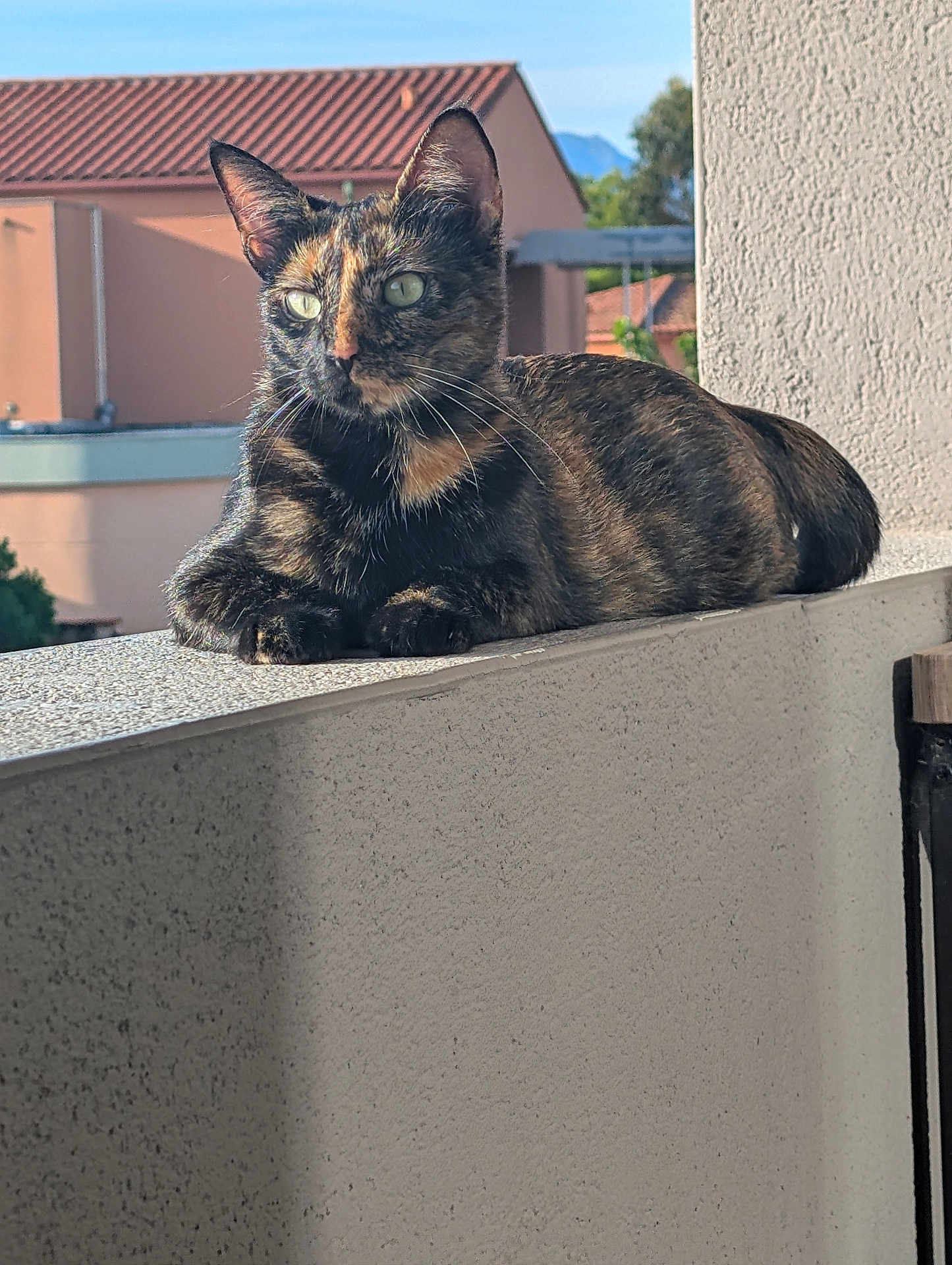 Vaiana participe au concours pour gagner de l'argent avec cette photo : cat, tortoiseshell_cat, balcony, outdoor, sunlight, relaxed, feline, pet, animal, fur, whiskers, ears, green_eyes, building, wall, daylight, nature, quiet, resting, curious