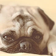 Winnie is registered to the contest to win money with this photo: animal, beige, close_up, cushion, cute, dog, face, fur, indoor, mammal, nose, paw, pet, portrait, pug, relaxed, resting, sleepy, soft_focus, whiskers