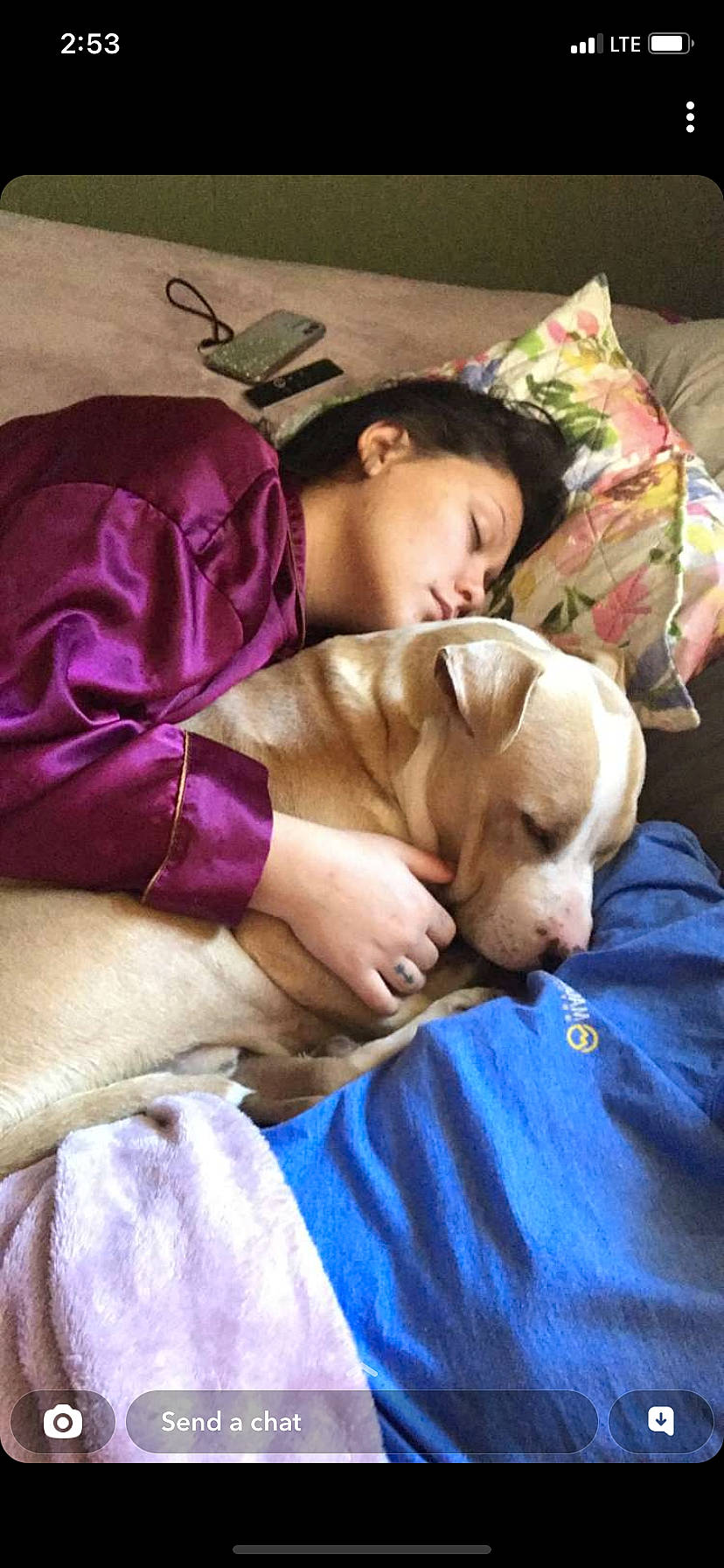 Creed Jackson joined the competition — help win amazing prizes! bed, bedding, bedtime, canidae, carnivore, comfort, companion_dog, couch, dog, dog_breed, fawn, fur, happy, linens, magenta, nap, pillow, sleep, sporting_group, working_animal