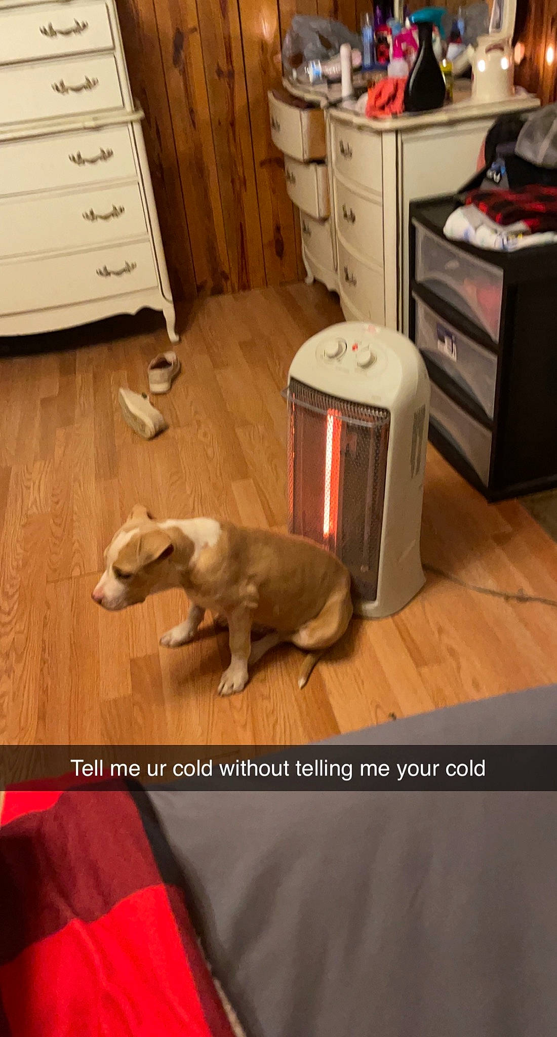 Creed Jackson joined the competition — help win amazing prizes! cabinetry, carnivore, chest_of_drawers, comfort, companion_dog, cupboard, dog, dog_supply, drawer, floor, flooring, hardwood, home_appliance, kitchen, laminate_flooring, major_appliance, wood, wood_flooring, wood_stain, working_animal