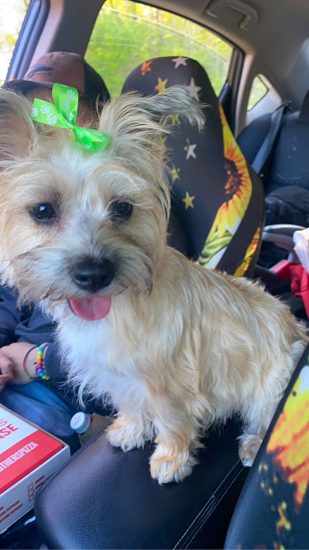 Piper May is registered to the contest to win money with this photo: biewer_terrier, canidae, carnivore, collar, companion_dog, dog, dog_breed, dog_collar, dog_supply, fur, maltepoo, non_sporting_group, puppy, small_terrier, snout, sporting_group, terrier, toy_dog, working_animal, yorkipoo