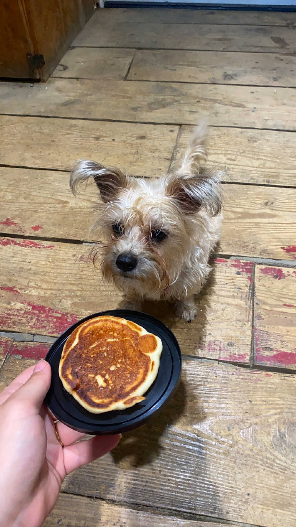 Piper May joined the competition — help win amazing prizes! carnivore, companion_dog, cuisine, dessert, dish, dog, dog_breed, dog_supply, food, hardwood, ingredient, junk_food, paste, recipe, small_terrier, terrier, toy_dog, wood, wood_stain, working_animal