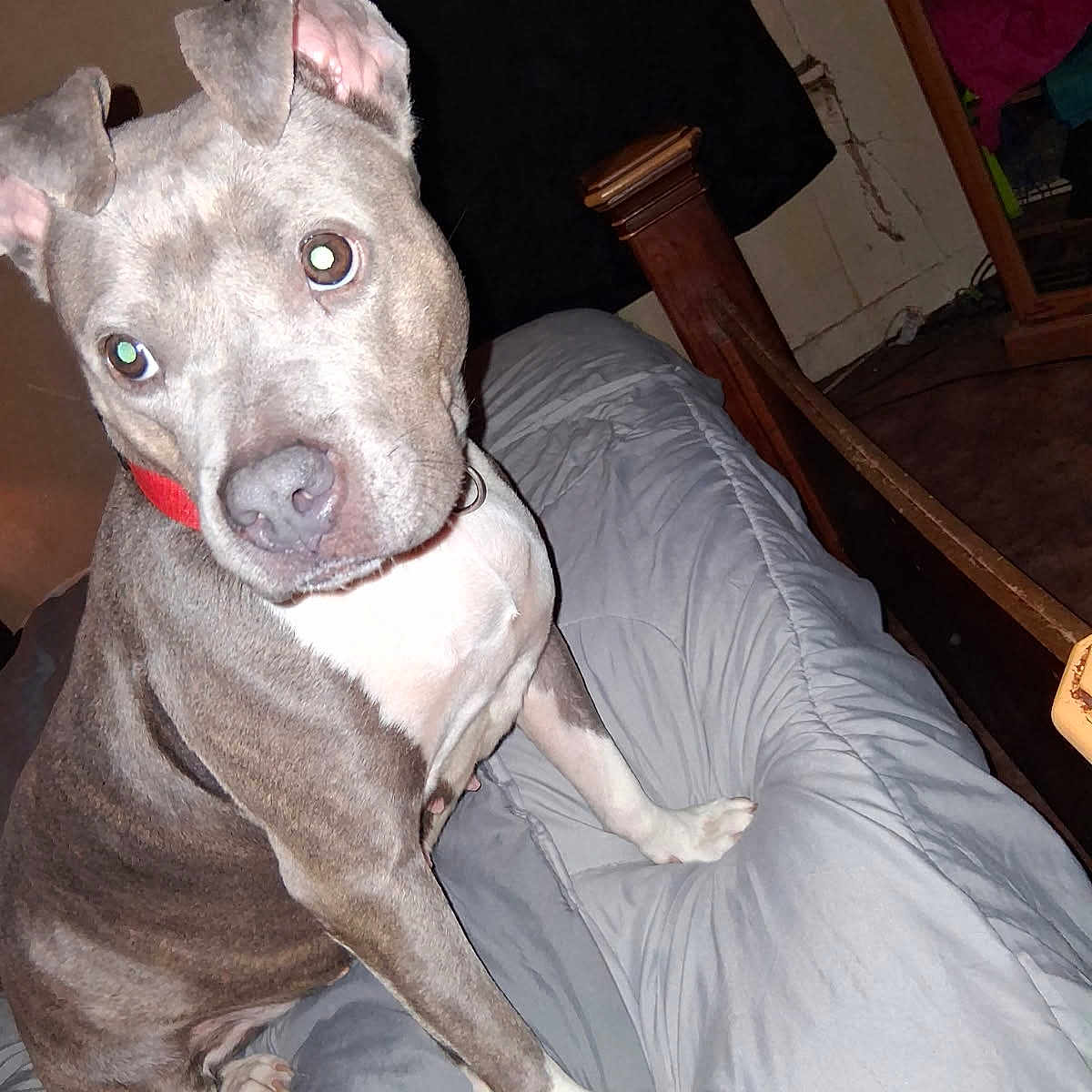 Luna is registered to the contest to win money with this photo: animal, bed, canine, collar, curious, dog, domestic, ears, fur, furniture, gray_bedspread, home, indoor, looking, nose, paw, pet, room, sitting, wooden_bedpost