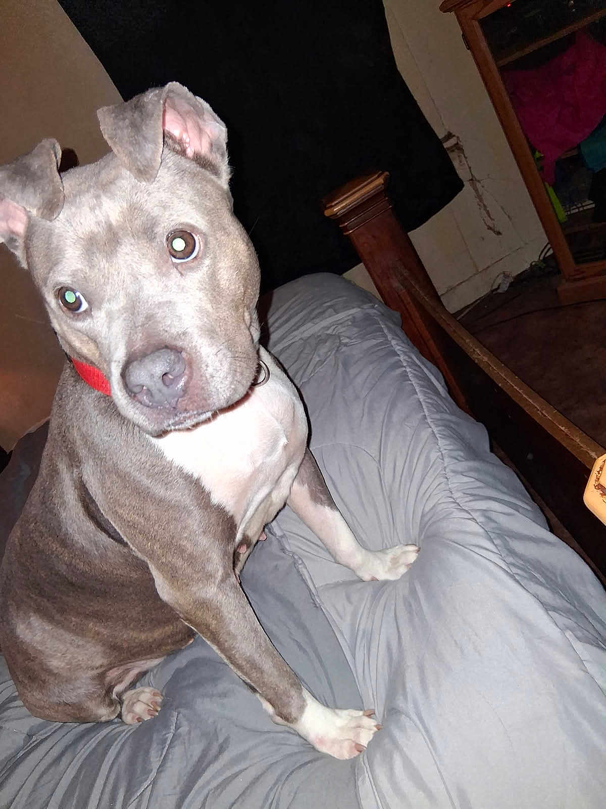 Luna is registered to the contest to win money with this photo: dog, pet, bed, gray_bedspread, collar, indoor, furniture, wooden_bedpost, curious, canine, animal, ears, paw, nose, fur, looking, room, home, domestic, sitting