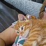 kitten, orange_tabby, cat, person, glasses, blanket, couch, furniture, indoor, relaxing, closeup, sleepy, fur, paw, head, comfort, soft, resting, animal, portrait