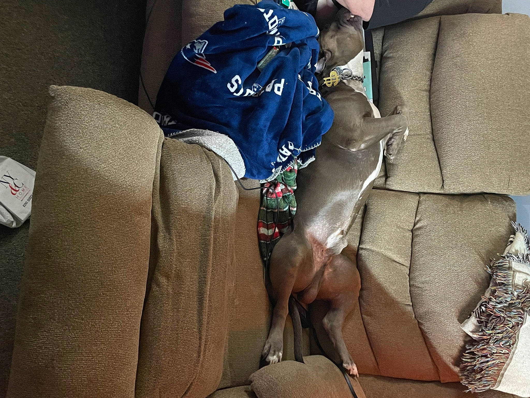 Enzo joined the competition — help win amazing prizes! auto_part, bag, car_seat, carmine, carnivore, comfort, companion_dog, dog, dog_breed, elbow, electric_blue, human_leg, knee, lap, leg, linens, nap, sitting, sporting_group, thigh