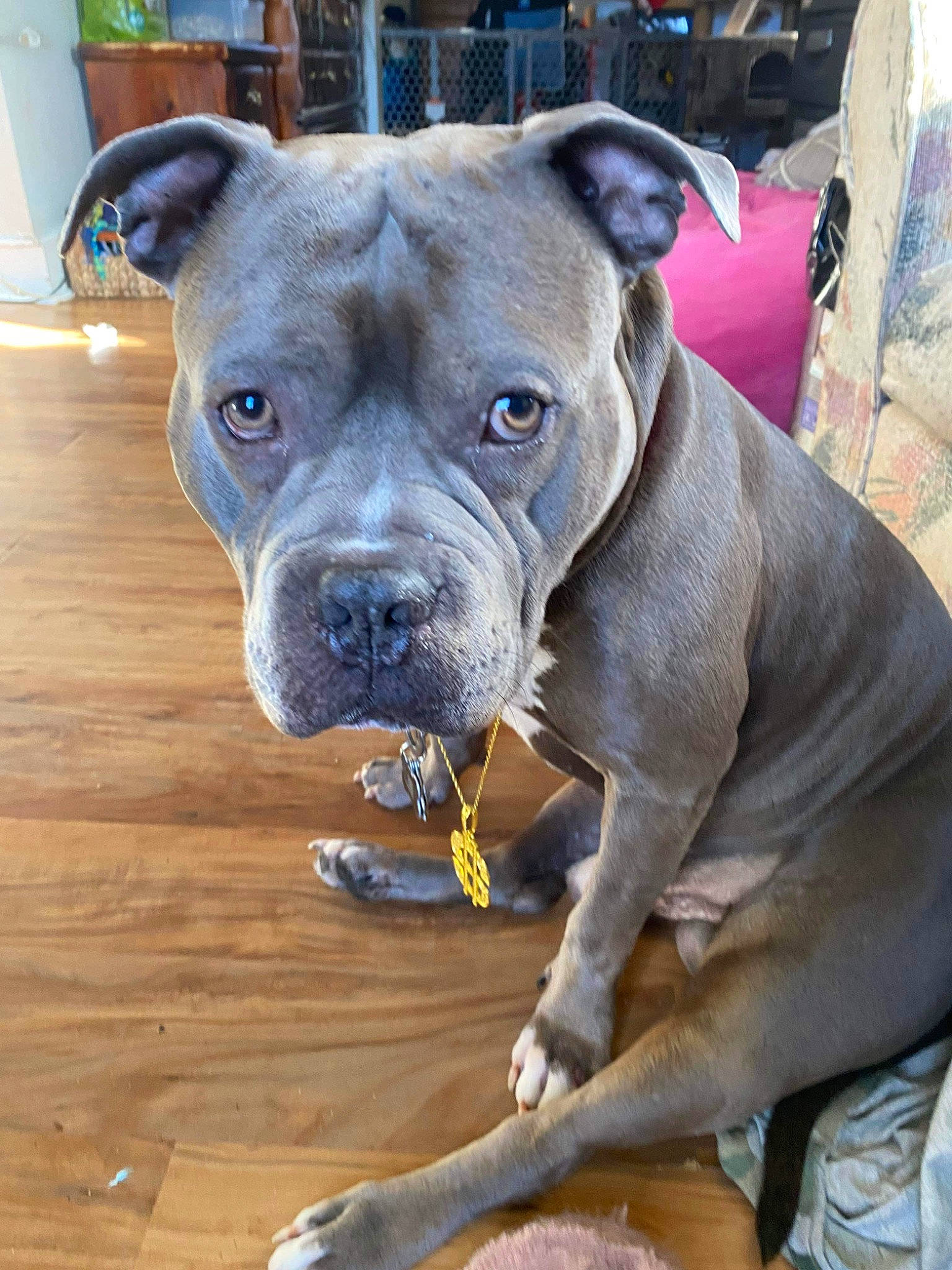 Enzo is registered to the contest to win money with this photo: canidae, carnivore, collar, companion_dog, dog, dog_breed, dog_collar, fawn, hardwood, molosser, non_sporting_group, pet_supply, snout, sporting_group, terrestrial_animal, whiskers, wood, working_animal, working_dog, wrinkle