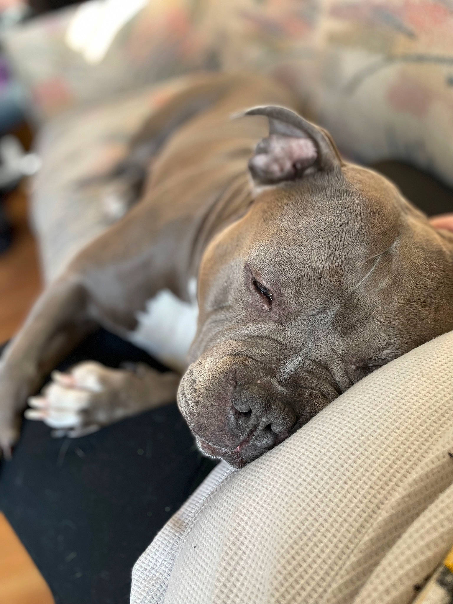 Enzo joined the competition — help win amazing prizes! canidae, carnivore, collar, comfort, companion_dog, dog, dog_breed, dog_supply, fawn, fur, liver, nap, non_sporting_group, pet_supply, sleep, sporting_group, terrestrial_animal, whiskers, working_animal, wrinkle