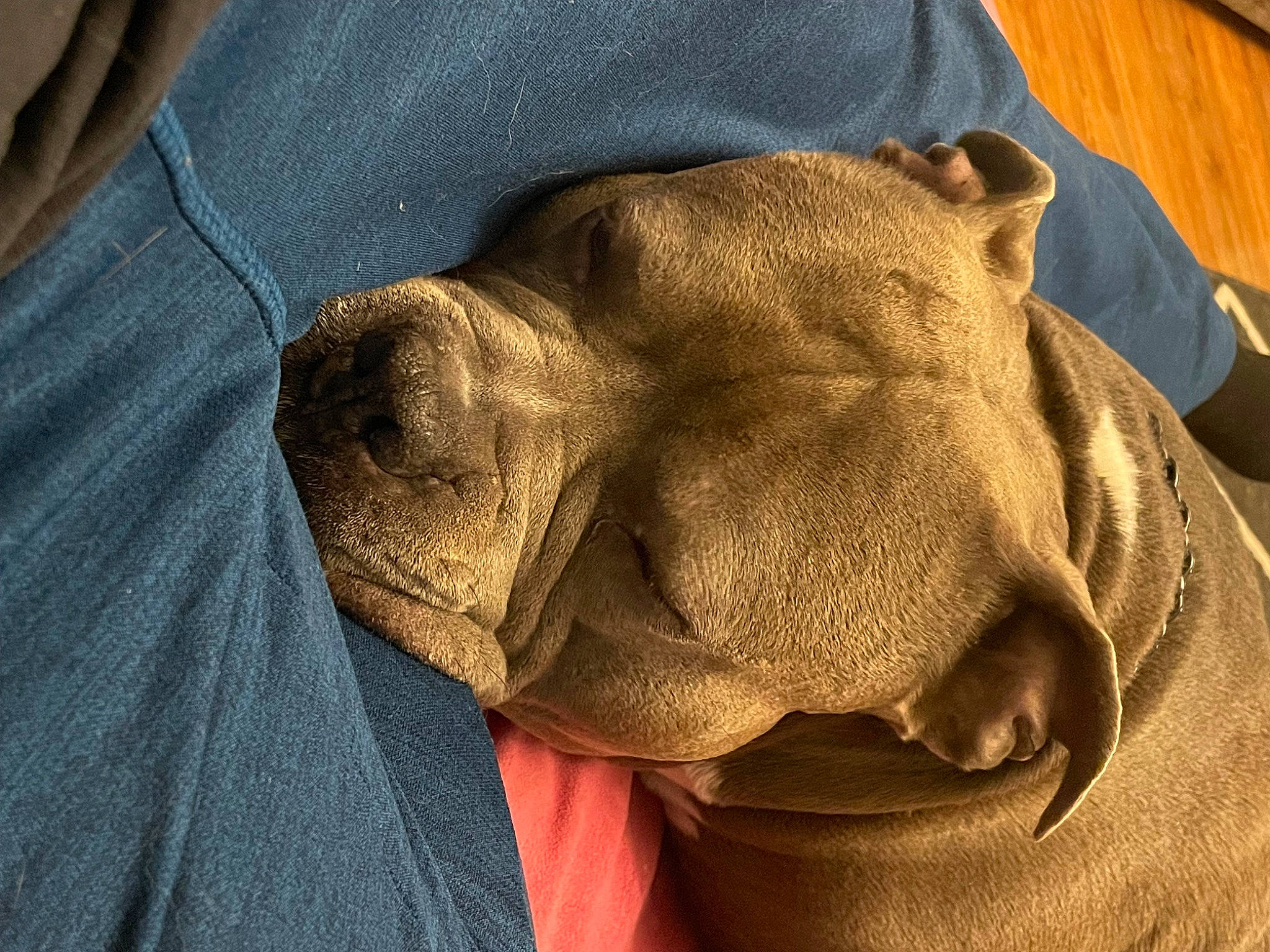 Enzo is registered to the contest to win money with this photo: canidae, carnivore, comfort, companion_dog, dog, dog_breed, electric_blue, fawn, fur, grey, guard_dog, linens, liver, nap, snout, sporting_group, terrestrial_animal, wood, working_animal, wrinkle
