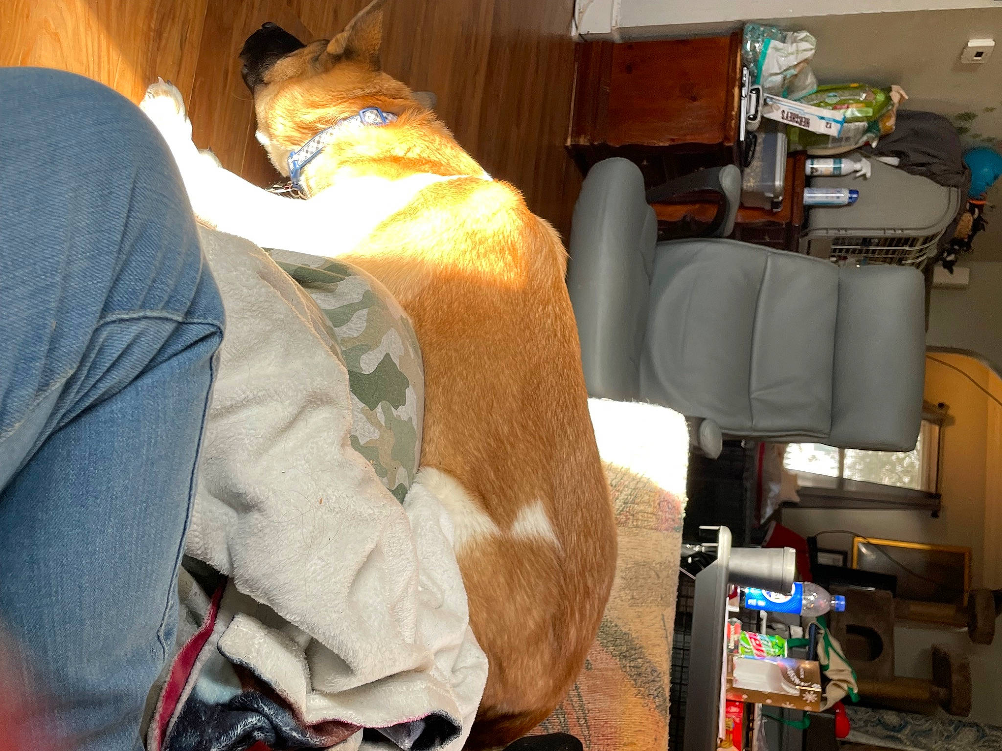 Milo joined the competition — help win amazing prizes! auto_part, bag, car_seat, comfort, fur, hat, human_leg, linens, machine, motor_vehicle, passenger, personal_protective_equipment, room, service, sitting, transport, vehicle_door