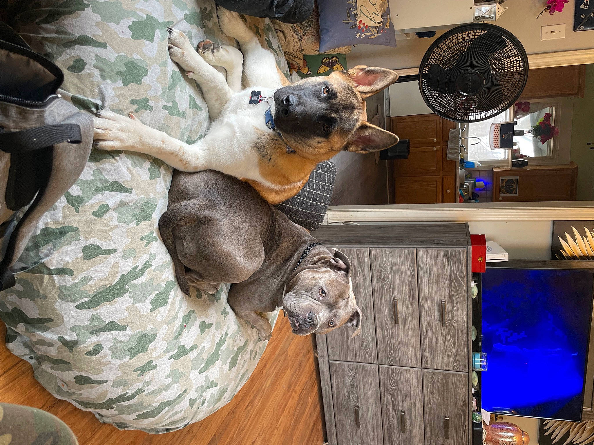 Milo joined the competition — help win amazing prizes! canidae, carnivore, dog, dog_breed, fawn, fur, machine, mechanical_fan, pattern, room, sporting_group, wood
