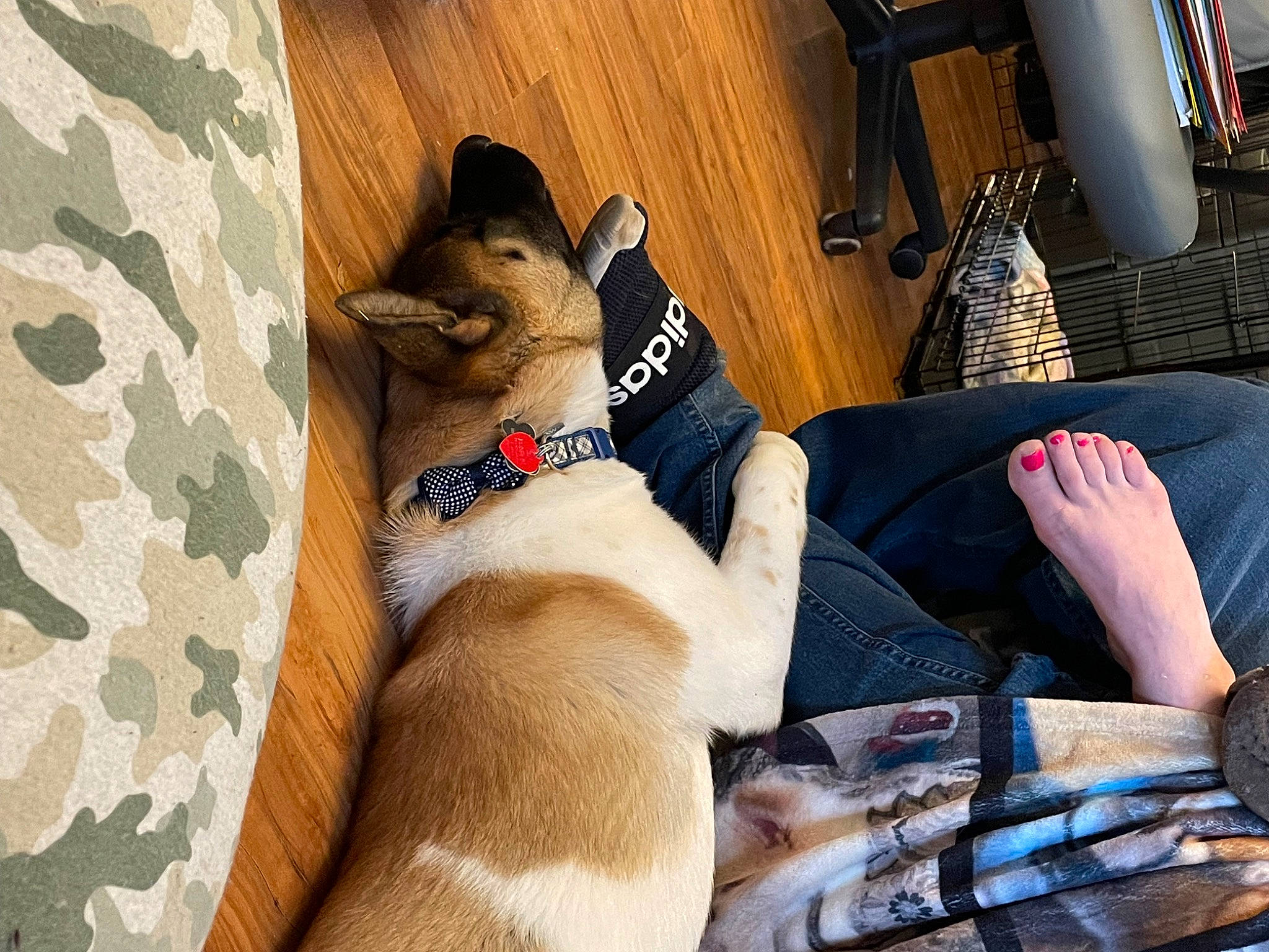 Milo is registered to the contest to win money with this photo: canidae, carnivore, comfort, companion_dog, couch, dog, dog_breed, dog_supply, fawn, foot, fur, human_leg, linens, pattern, paw, plaid, sporting_group, textile, thigh, toy_dog