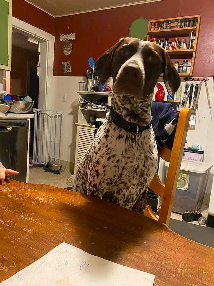 Maple is registered to the contest to win money with this photo: bookcase, carnivore, chair, comfort, companion_dog, dog, dog_breed, fawn, floor, flooring, furniture, hardwood, living_room, pattern, shelf, shelving, sporting_group, table, wood, wood_stain