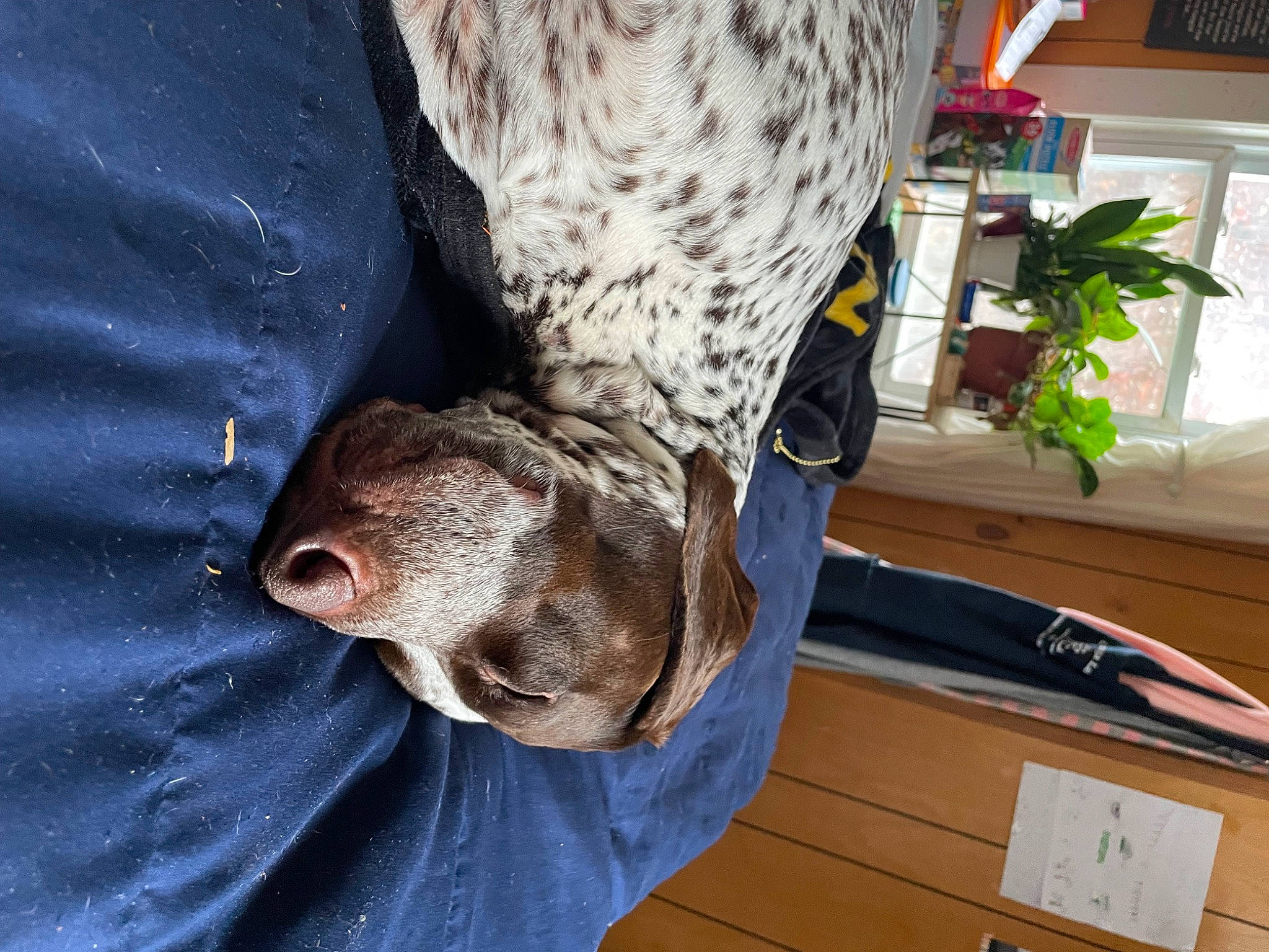 Maple is registered to the contest to win money with this photo: canidae, carnivore, comfort, companion_dog, dog, dog_breed, fawn, felidae, fur, hardwood, herb, houseplant, plant, small_to_medium_sized_cats, snout, sporting_group, tail, whiskers, wood, working_animal