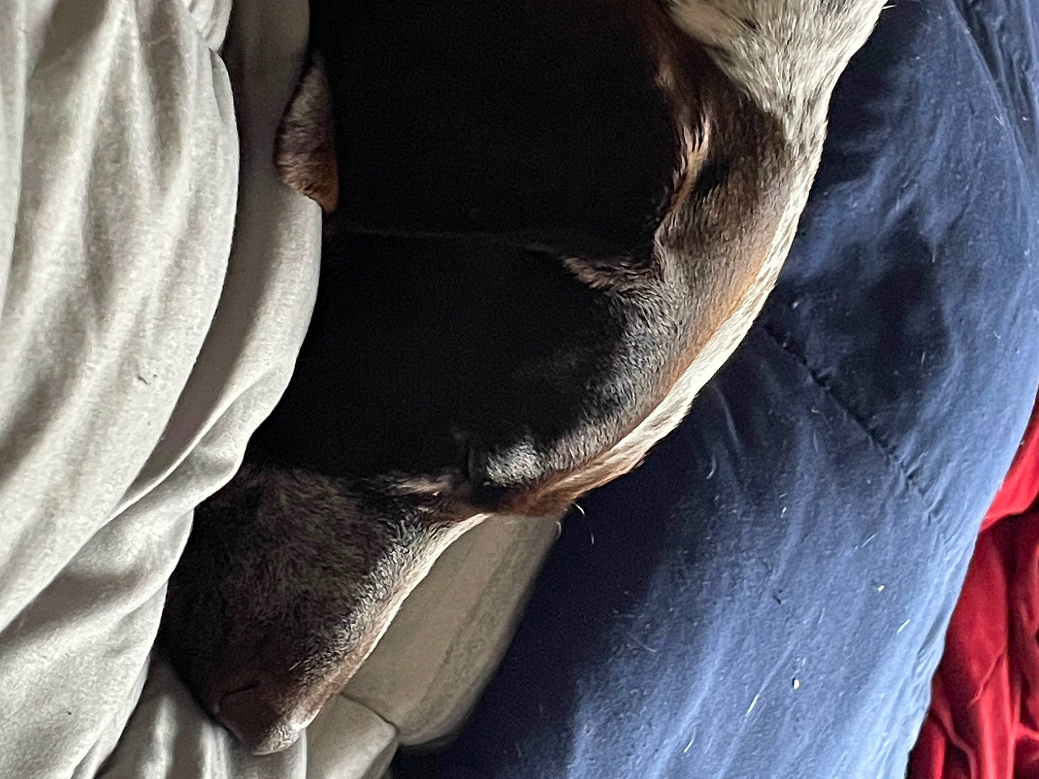 Maple joined the competition — help win amazing prizes! auto_part, automotive_tire, carnivore, comfort, denim, elbow, electric_blue, foot, fur, gesture, human_leg, rock, sitting, tints_and_shades, wood