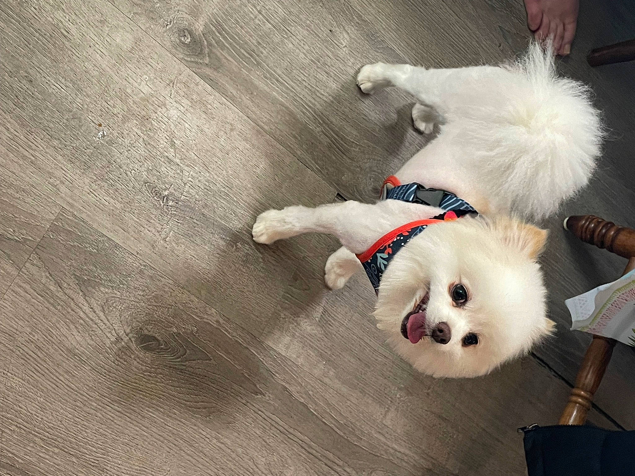 Snowball joined the competition — help win amazing prizes! canidae, carnivore, collar, companion_dog, dog, dog_breed, dog_clothes, dog_collar, dog_supply, flooring, fur, hardwood, leash, pet_supply, puppy_love, snout, tail, toy_dog, wood, working_animal