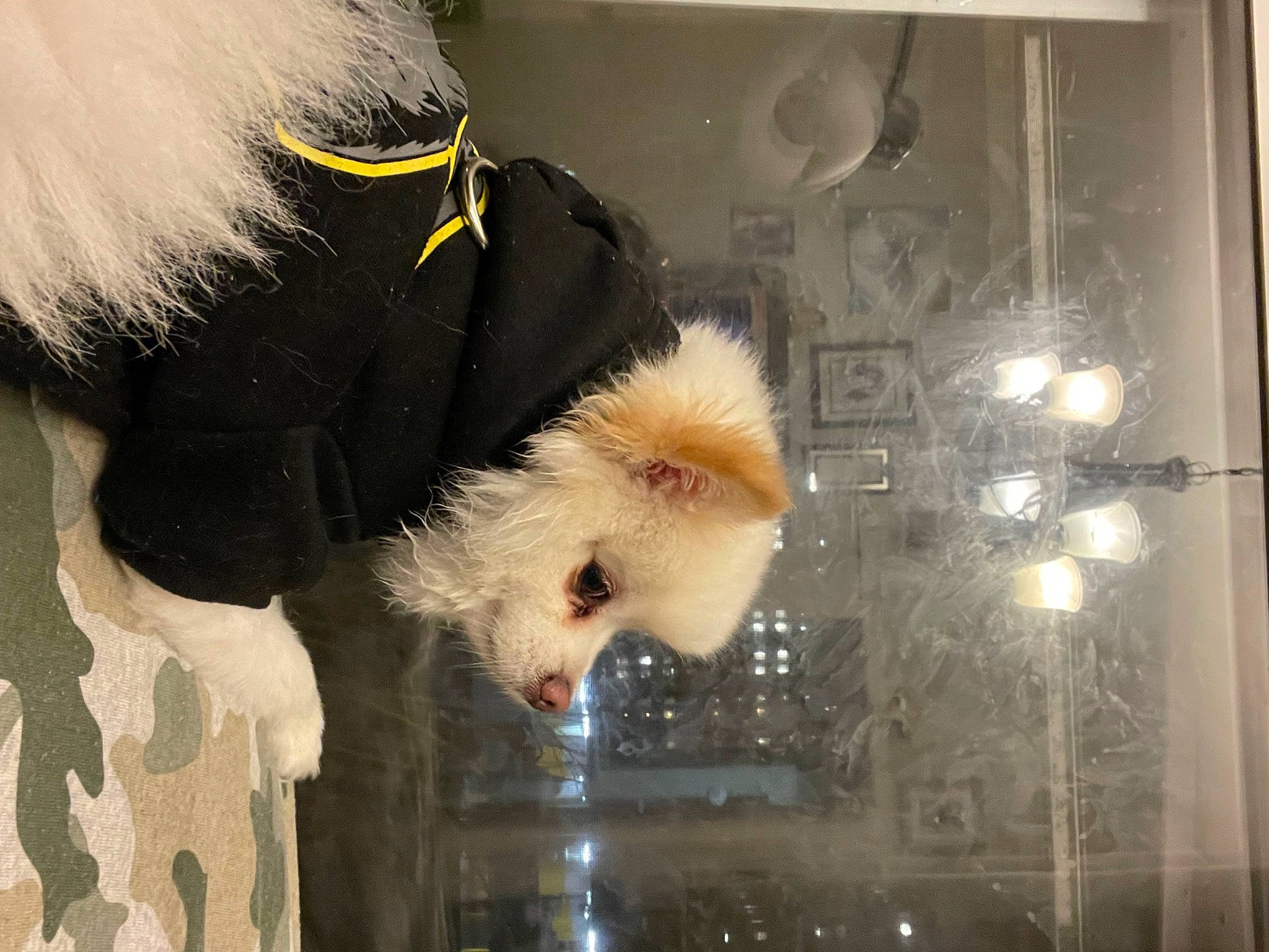 Snowball joined the competition — help win amazing prizes! animal_product, companion_dog, display_case, eyewear, fashion_design, feather, fur, fur_clothing, glass, snout, tail, toy, whiskers, window, wing