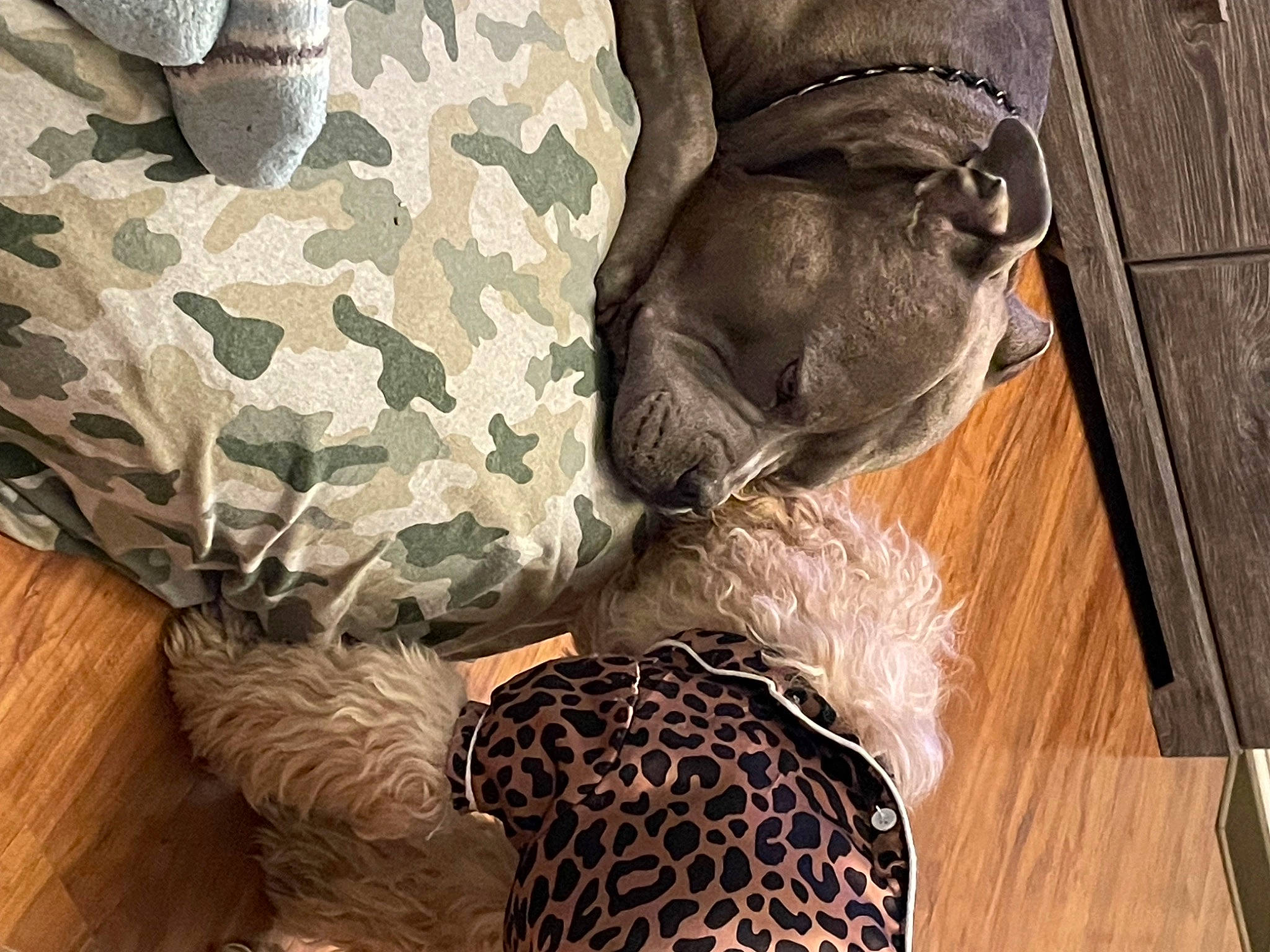 Skipper joined the competition — help win amazing prizes! camouflage, canidae, carnivore, comfort, companion_dog, dog, dog_breed, fashion_accessory, fur, hardwood, hat, human_leg, linens, military_camouflage, military_uniform, pattern, sporting_group, tail, wood, wood_stain