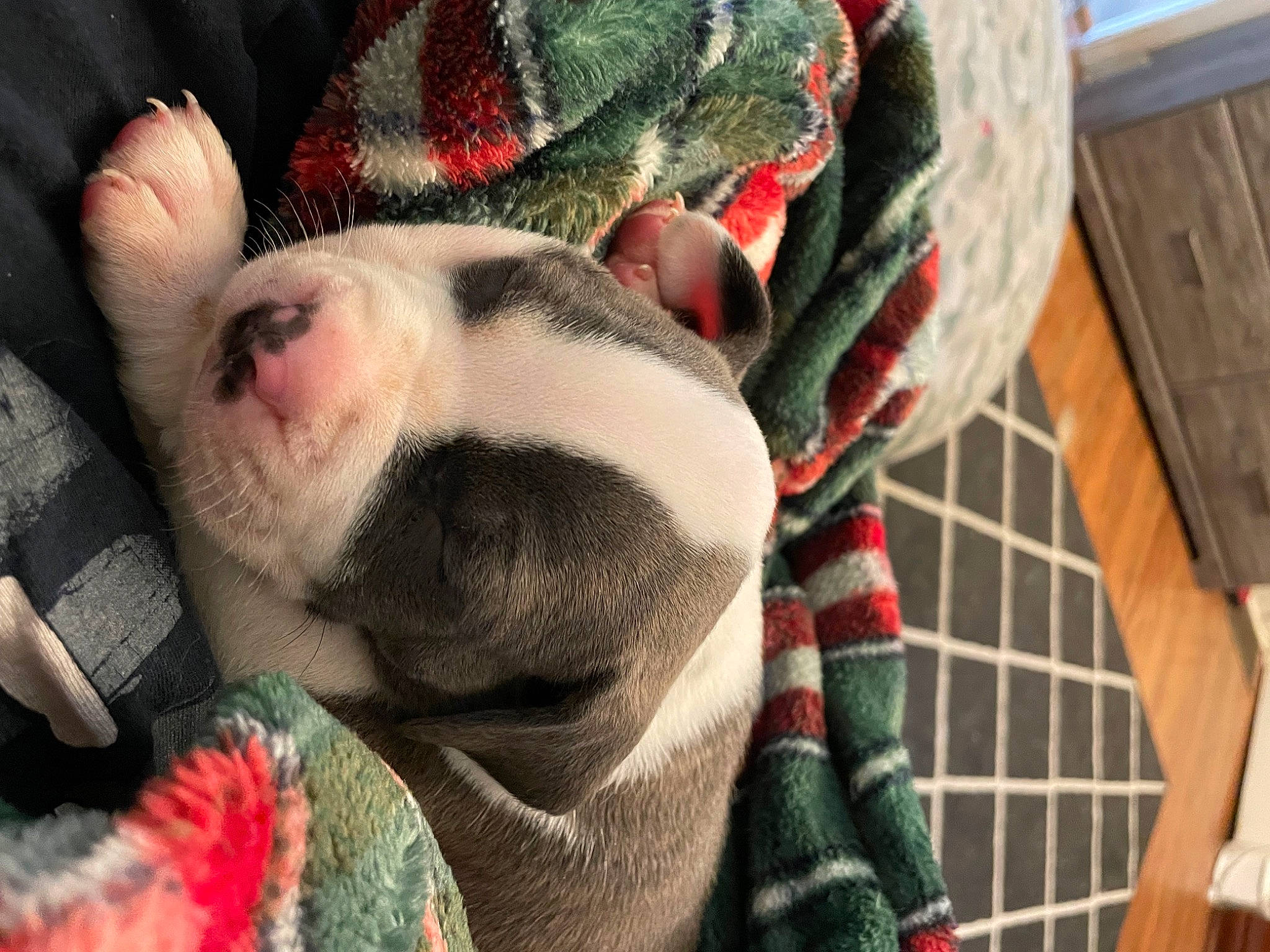 Abel is registered to the contest to win money with this photo: canidae, carnivore, comfort, companion_dog, dog, dog_breed, ear, fawn, fur, nap, pattern, plaid, snout, sporting_group, tartan, terrestrial_animal, textile, whiskers, wood, working_animal