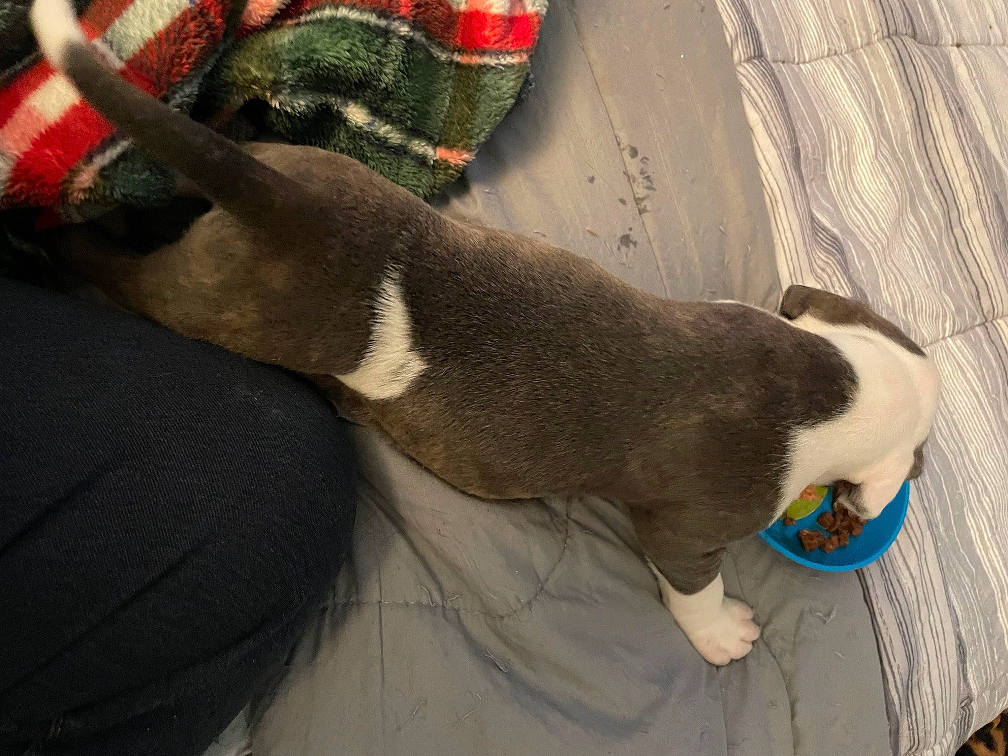 Abel is registered to the contest to win money with this photo: canidae, car_seat, carnivore, comfort, companion_dog, dog, dog_breed, fawn, felidae, foot, fur, grey, human_leg, linens, small_to_medium_sized_cats, sporting_group, tail, terrestrial_animal, whiskers, window