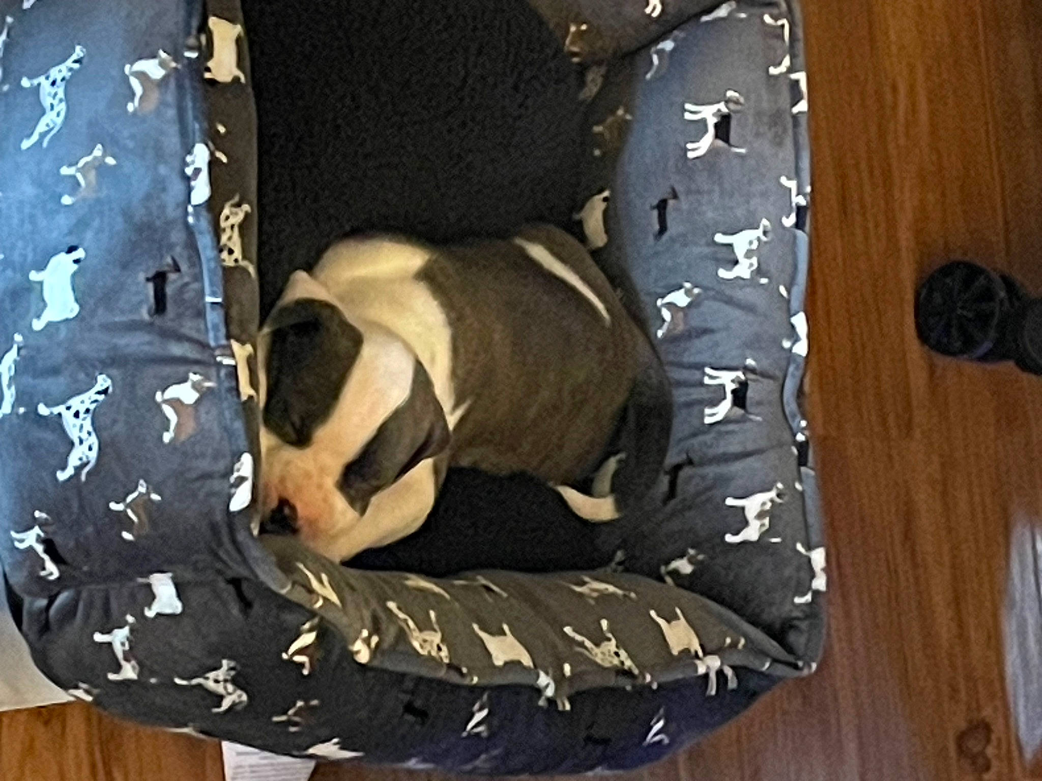 Abel is registered to the contest to win money with this photo: bag, bedding, carnivore, comfort, companion_dog, dog, dog_breed, dog_supply, fawn, felidae, fur, hardwood, linens, pattern, pet_supply, sleeve, small_to_medium_sized_cats, tail, wood, wood_stain