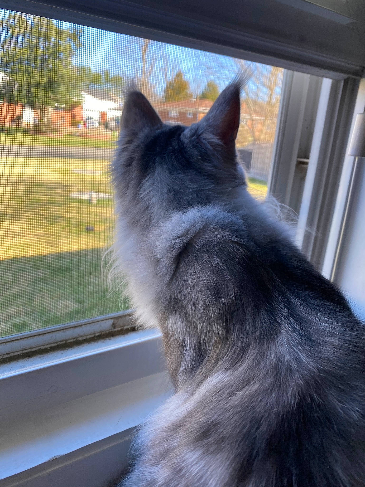 Kingston joined the competition — help win amazing prizes! building, carnivore, cat, dog_breed, domestic_short_haired_cat, felidae, fur, house, mesh, plant, sky, small_to_medium_sized_cats, snout, tail, tints_and_shades, tree, whiskers, window, windshield, wood