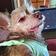 Savannah joined the competition — help win amazing prizes! animal, brown_fur, casual, cheeky, close_up, cozy, cute, dog, domestic, expression, face, fur, green_shirt, indoor, looking_back, pet, portrait, resting, small_dog, tongue_out