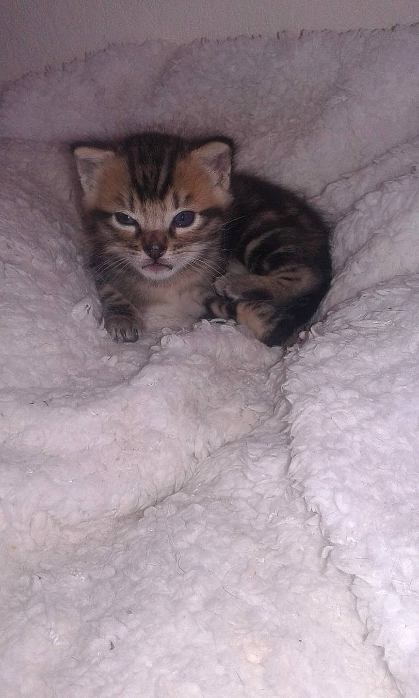 Moustik a rejoint le concours — aidez-le/la à gagner de superbes lots ! carnivore, cat, domestic_short_haired_cat, fawn, felidae, fur, kitten, small_to_medium_sized_cats, snout, snow, terrestrial_animal, vertebrate, whiskers