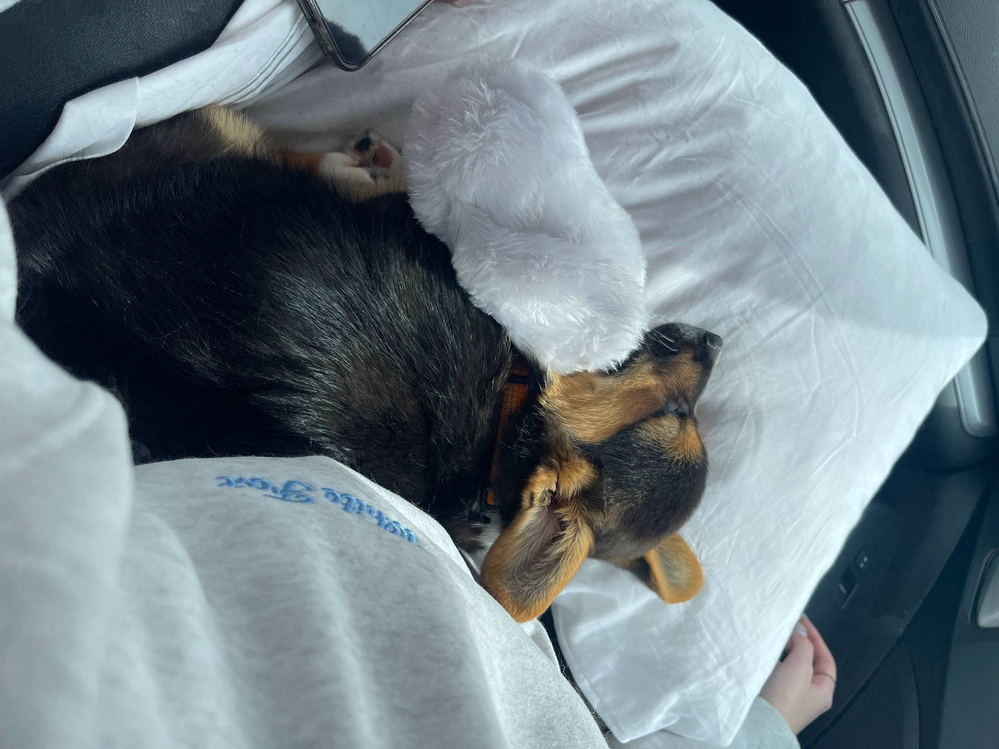 Bently is registered to the contest to win money with this photo: auto_part, bed, canidae, carnivore, comfort, companion_dog, dog, dog_breed, felidae, fur, linens, nap, paw, sleep, small_to_medium_sized_cats, sporting_group, toy_dog, vehicle_door, whiskers, windshield