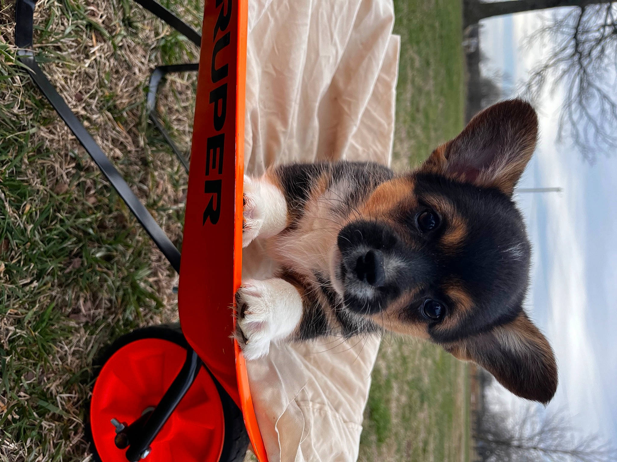 Bently joined the competition — help win amazing prizes! bicycle, bicycle_tire, canidae, carnivore, collar, companion_dog, dog, dog_breed, dog_supply, fawn, fur, pet_supply, plant, snout, spoke, sporting_group, tire, tree, wheel, working_animal