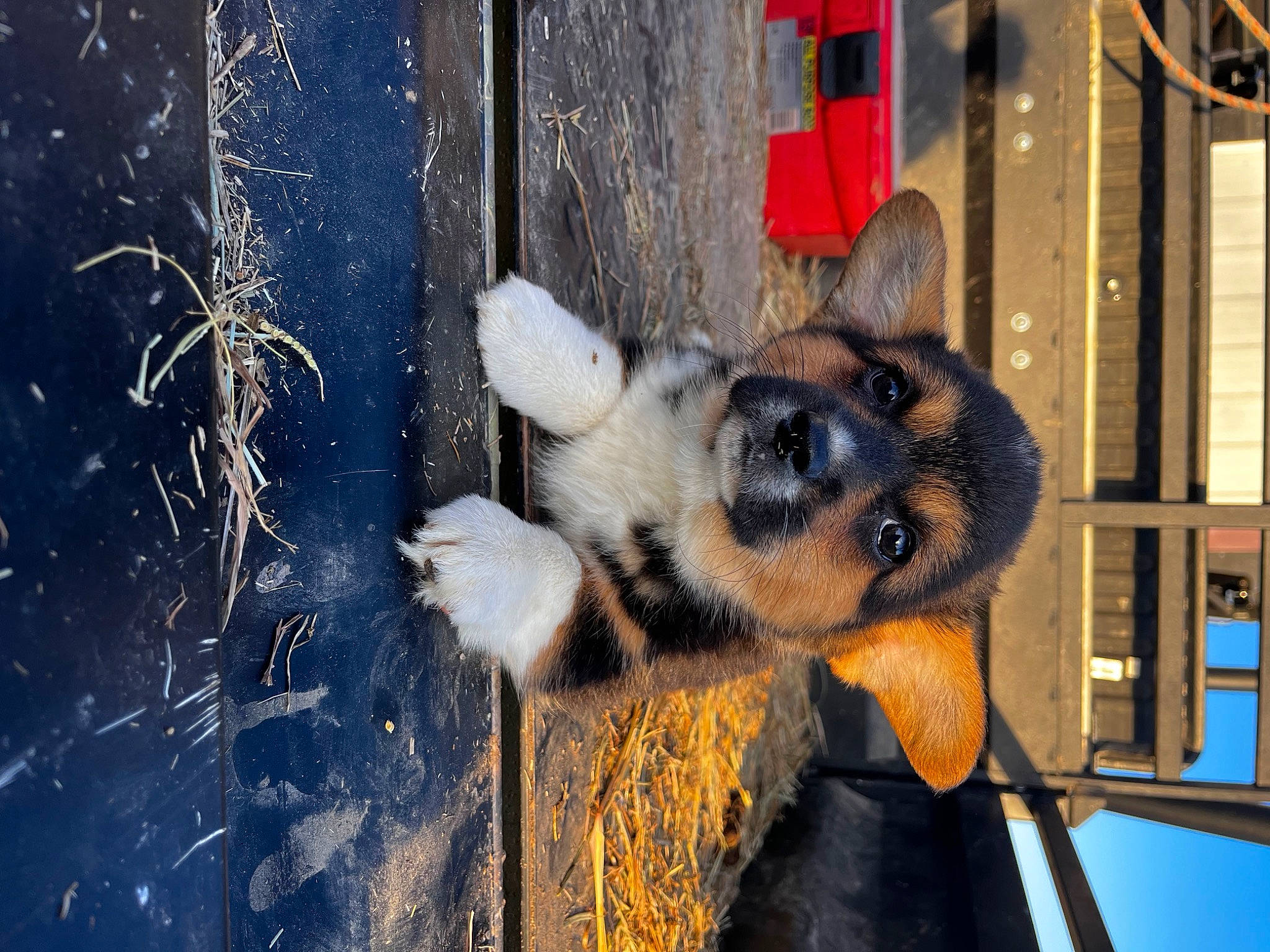 Bently is registered to the contest to win money with this photo: animal_shelter, canidae, carnivore, companion_dog, dog, dog_breed, dog_supply, electric_blue, fawn, fur, king_shepherd, metal, paw, pet_supply, sporting_group, terrestrial_animal, window, wood, working_animal, working_dog