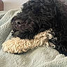 dog, black_dog, curly_fur, resting, blanket, close_up, indoor, cozy, sleepy, pet, fur, soft_texture, comfortable, animal, mammal, cute, relaxing, snuggle, portrait, companion