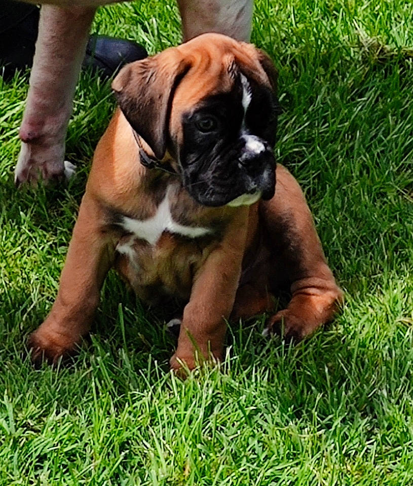 Ulk participe au concours pour gagner de l'argent avec cette photo : ancient_dog_breeds, boxer, canidae, carnivore, companion_dog, dog, dog_breed, fawn, foot, grass, molosser, non_sporting_group, plant, snout, sporting_group, working_animal, working_dog, wrinkle