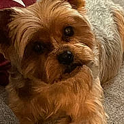 Olly a rejoint le concours — aidez-le/la à gagner de superbes lots ! dog, small_dog, fluffy_fur, close_up, pet, indoor, curious, resting, brown_fur, animal, companion, cute, cozy, texture, face, ears, paw, looking, portrait, domestic