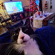 Lofi joined the competition — help win amazing prizes! cat, tuxedo_cat, living_room, christmas_tree, holiday_decorations, stockings, lights, furniture, table, window, curtains, flooring, television, chair, blanket, whiskers, pets, indoor, cozy, decor