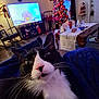 cat, tuxedo_cat, living_room, christmas_tree, holiday_decorations, stockings, lights, furniture, table, window, curtains, flooring, television, chair, blanket, whiskers, pets, indoor, cozy, decor