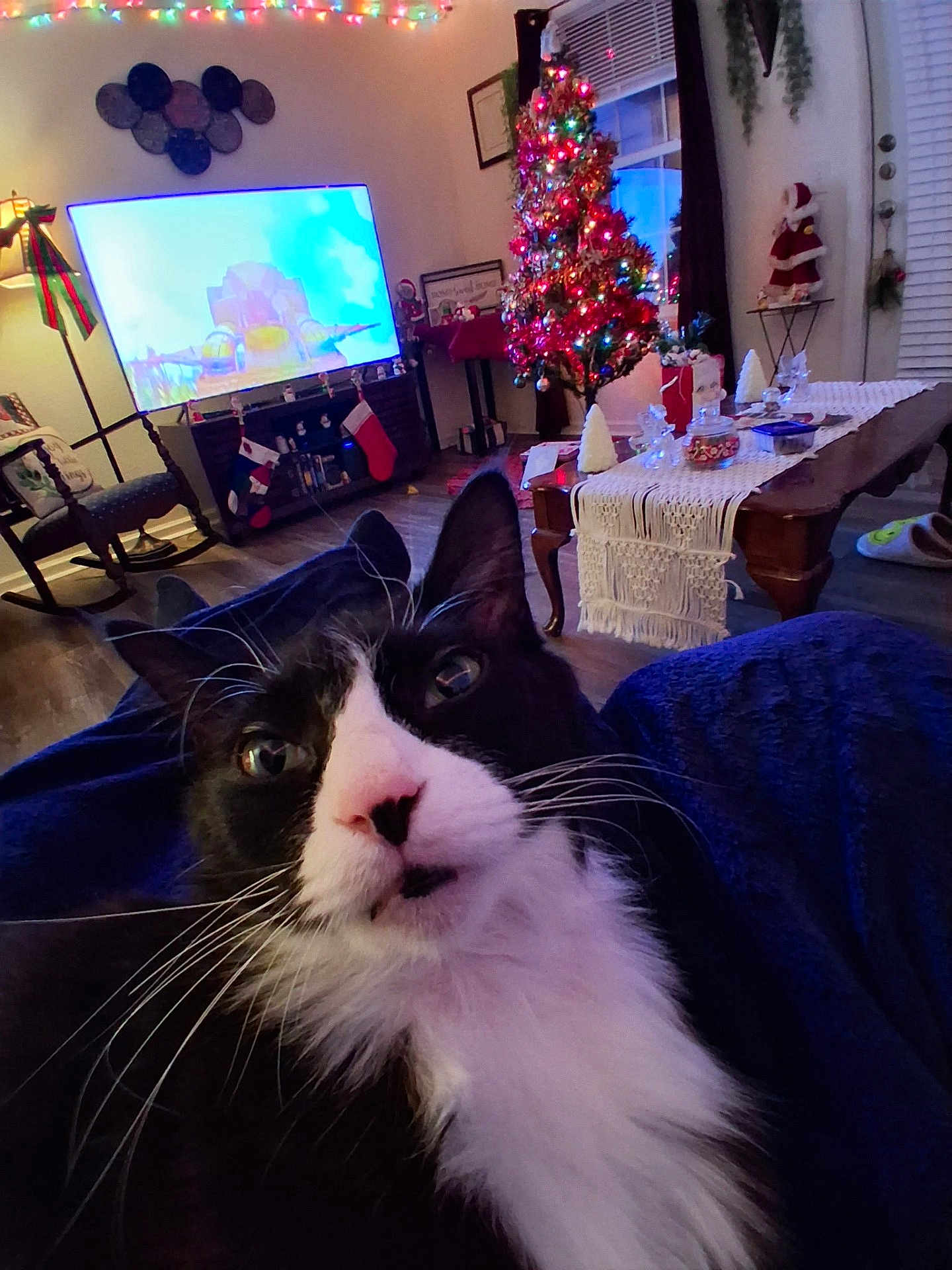 Lofi joined the competition — help win amazing prizes! cat, tuxedo_cat, living_room, christmas_tree, holiday_decorations, stockings, lights, furniture, table, window, curtains, flooring, television, chair, blanket, whiskers, pets, indoor, cozy, decor