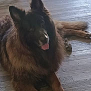 Nils participe au concours pour gagner de l'argent avec cette photo : dog, animal, pet, lying_down, indoor, wooden_floor, fur, tongue_out, brown, black, ears, paw, canine, companion, relaxed, cute, fluffy, mammal, friendly, domestic