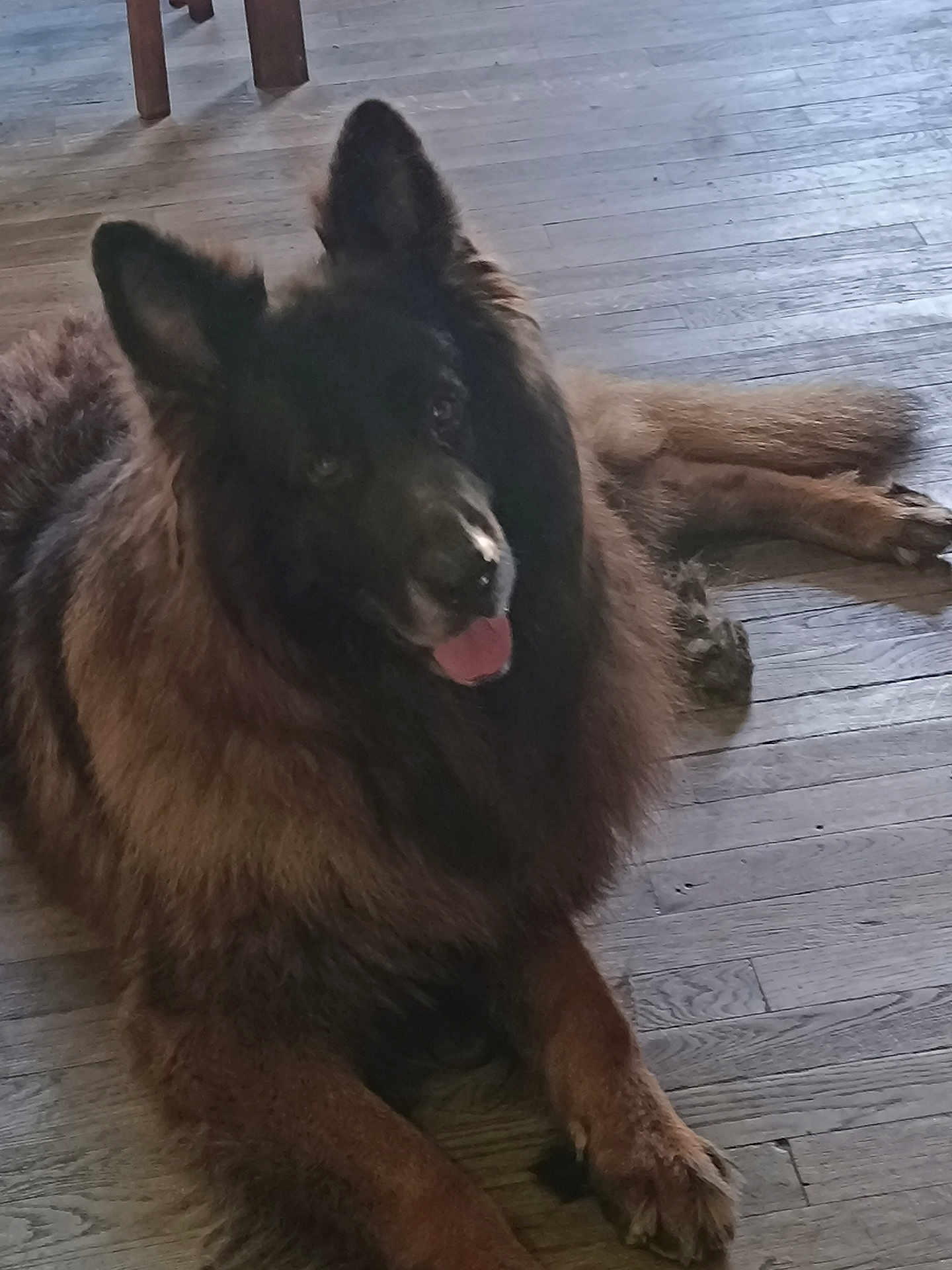 Nils participe au concours pour gagner de l'argent avec cette photo : dog, animal, pet, lying_down, indoor, wooden_floor, fur, tongue_out, brown, black, ears, paw, canine, companion, relaxed, cute, fluffy, mammal, friendly, domestic