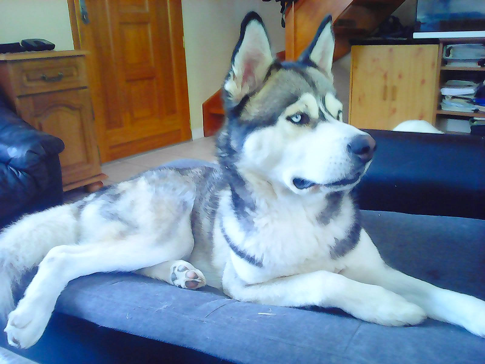 Snow a rejoint le concours — aidez-le/la à gagner de superbes lots ! alaskan_malamute, canadian_eskimo_dog, canidae, carnivore, dog, dog_breed, jamthund, labrador_husky, mammal, miniature_siberian_husky, native_american_indian_dog, northern_inuit_dog, sakhalin_husky, seppala_siberian_sleddog, siberian_husky, sled_dog, tamaskan_dog, vertebrate, west_siberian_laika, wolfdog