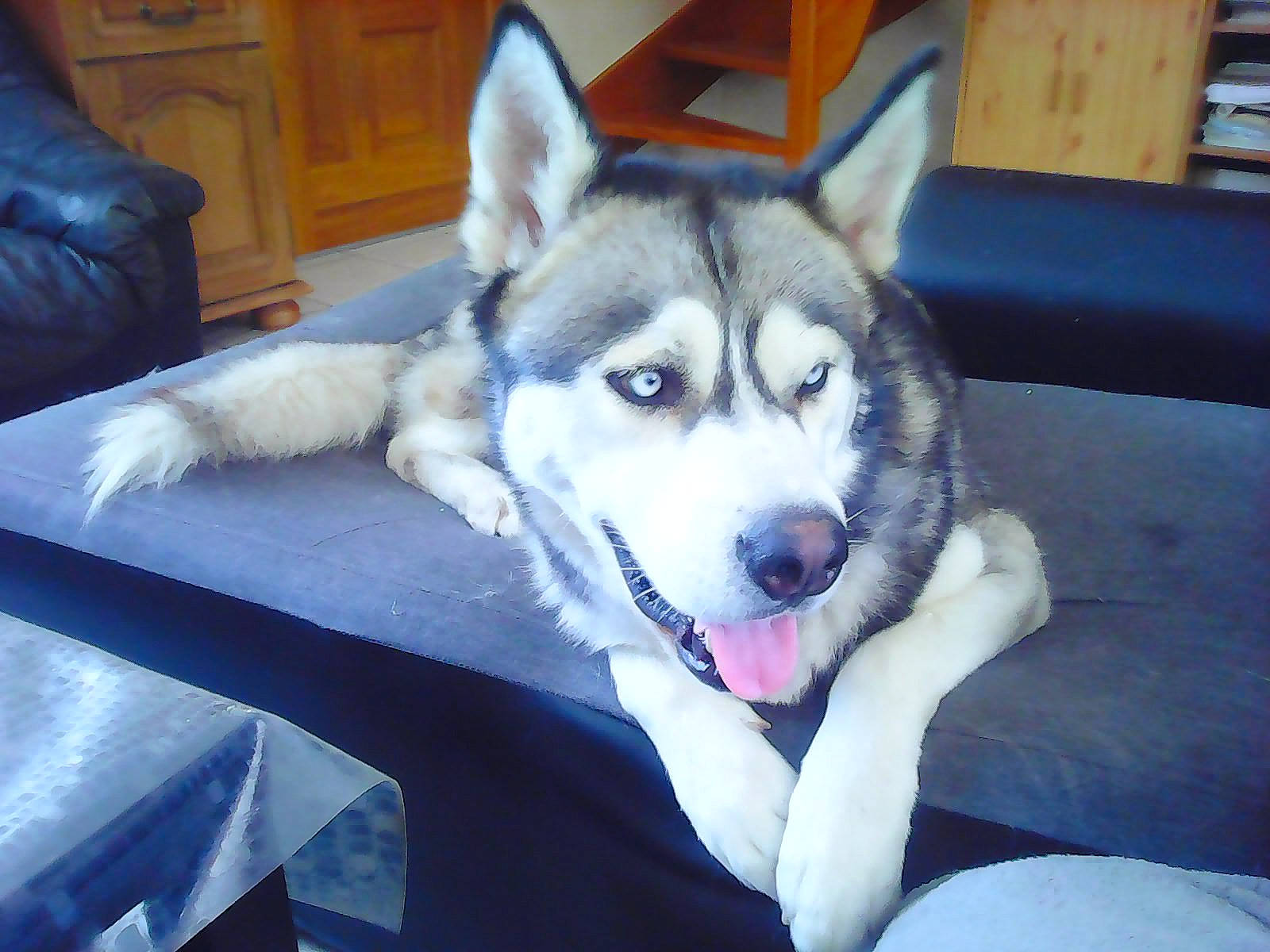 Snow a rejoint le concours — aidez-le/la à gagner de superbes lots ! alaskan_malamute, canadian_eskimo_dog, canidae, carnivore, dog, dog_breed, jamthund, labrador_husky, mammal, miniature_siberian_husky, native_american_indian_dog, northern_inuit_dog, nose, saarloos_wolfdog, sakhalin_husky, siberian_husky, sled_dog, tamaskan_dog, vertebrate, wolfdog