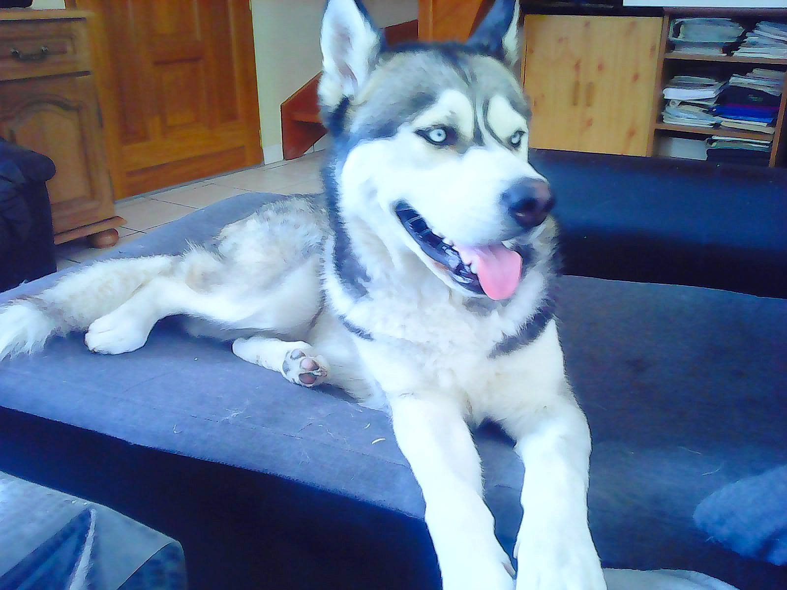 Snow participe au concours pour gagner de l'argent avec cette photo : alaskan_malamute, canadian_eskimo_dog, canidae, carnivore, dog, dog_breed, jamthund, labrador_husky, mammal, miniature_siberian_husky, native_american_indian_dog, northern_inuit_dog, saarloos_wolfdog, sakhalin_husky, seppala_siberian_sleddog, siberian_husky, sled_dog, tamaskan_dog, vertebrate, wolfdog