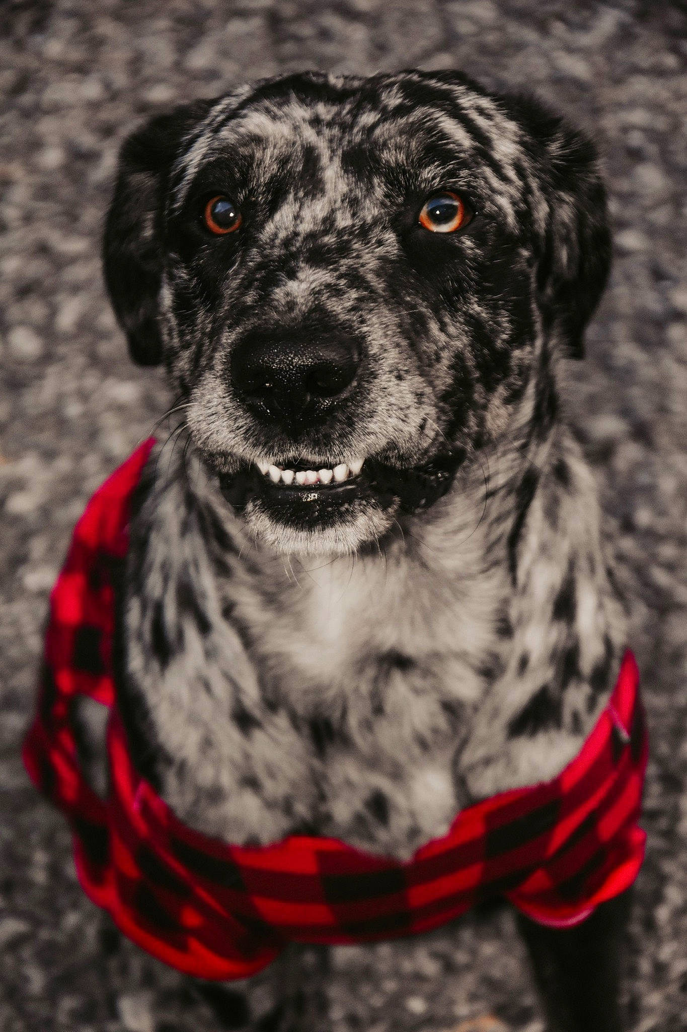 Auggie Cole is registered to the contest to win money with this photo: black, canidae, carnivore, companion_dog, dalmatian, dog, dog_breed, dog_supply, fur, iris, pattern, pet_supply, snout, sporting_group, style, whiskers, working_animal, working_dog