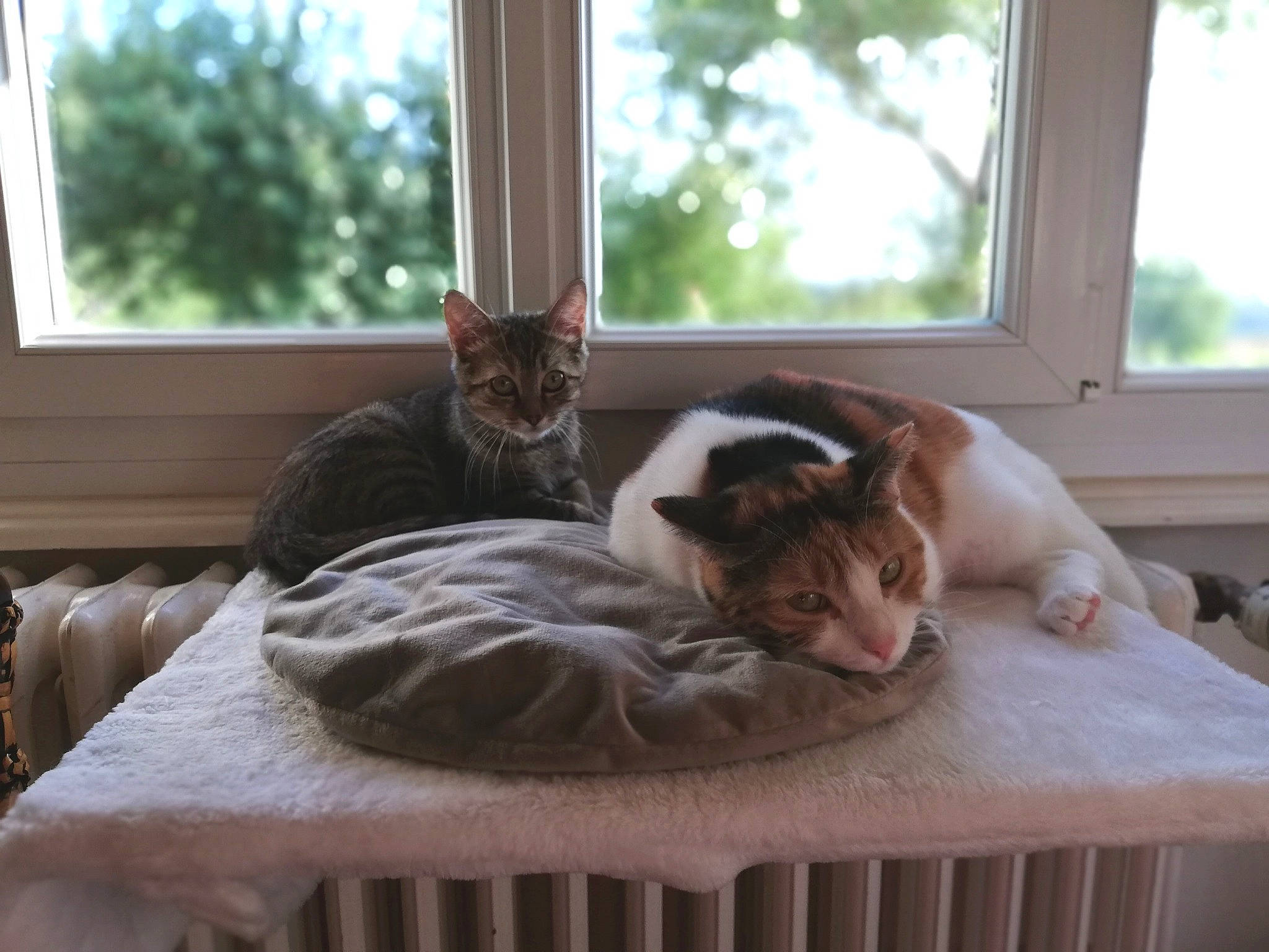 Rozen participe au concours pour gagner de l'argent avec cette photo : brown, carnivore, cat, comfort, domestic_short_haired_cat, fawn, felidae, fur, hardwood, interior_design, linens, plant, room, small_to_medium_sized_cats, tail, textile, tree, whiskers, window, wood