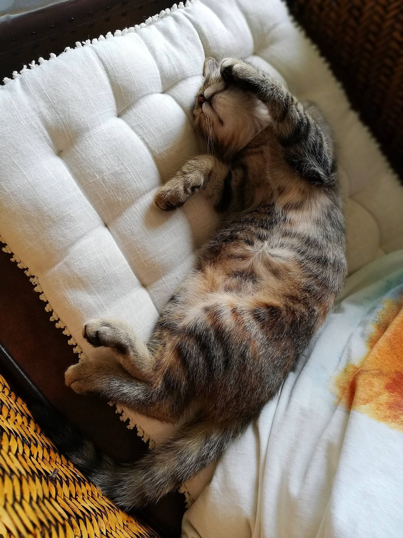 Sarah participe au concours pour gagner de l'argent avec cette photo : bedding, canidae, carnivore, cat, cat_bed, claw, comfort, couch, domestic_short_haired_cat, duvet, fawn, felidae, fur, linens, nap, paw, small_to_medium_sized_cats, tail, terrestrial_animal, whiskers